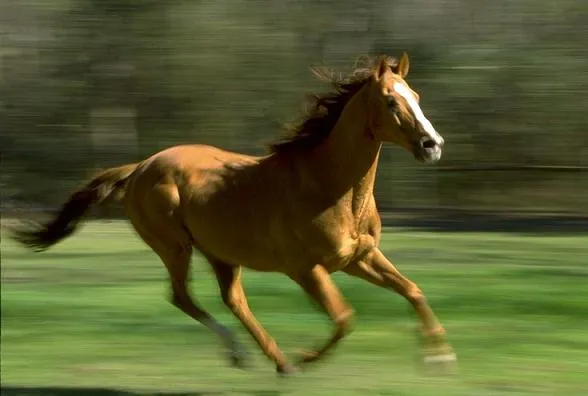 Caballo corriendo - Imagui