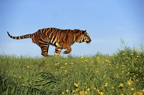 Los 10 animales terrestres más rápidos | Animales en Video Los 10 animales terrestres más rápidos | Animales en Video