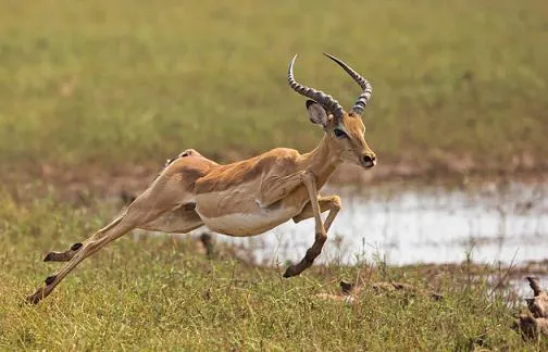 Los 10 animales terrestres más rápidos | Animales en Video Los 10 animales terrestres más rápidos | Animales en Video