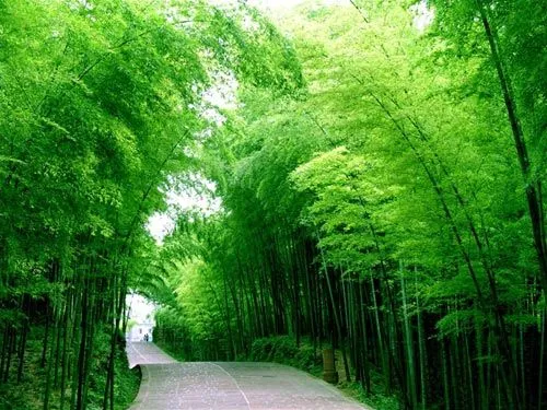 Los 10 bosques hermosos de China_Spanish.China.org.cn Los 10 bosques hermosos de China_Spanish.China.org.cn