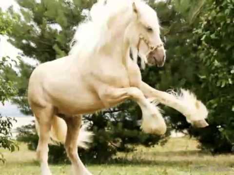 Los 10 caballos mas caros y bonitos del mundo - YouTube