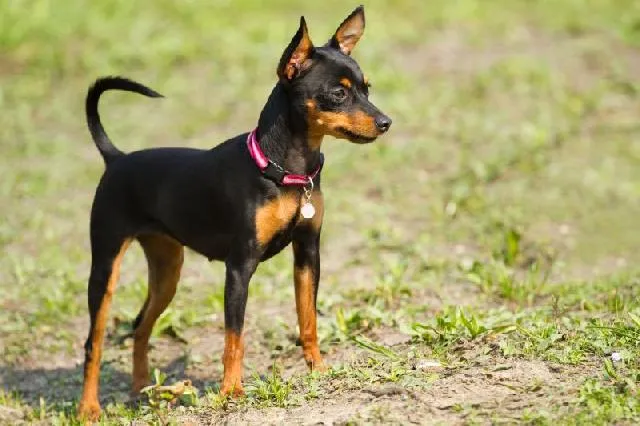 10 Cachorros pequenos e suas principais características | CachorroGato