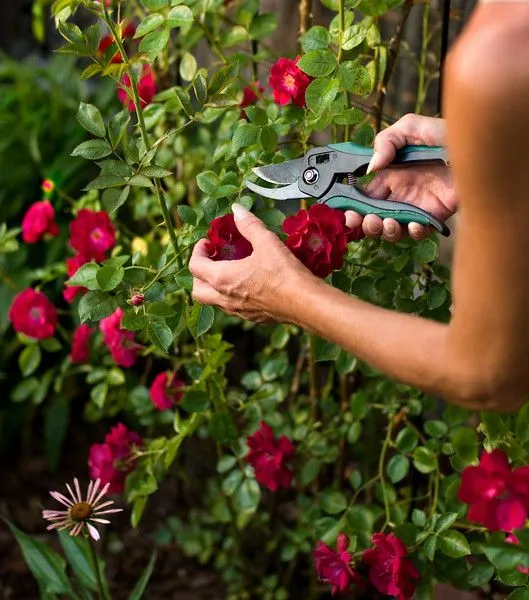 10 Consejos para cuidar tus plantas en esta tímida primavera que ... 10 Consejos para cuidar tus plantas en esta tímida primavera que ...