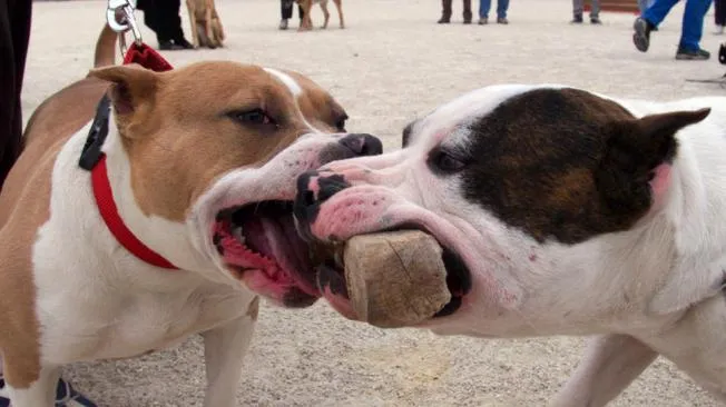 10 Consejos para que tu Pitbull gaste energía 10 Consejos para que tu Pitbull gaste energía