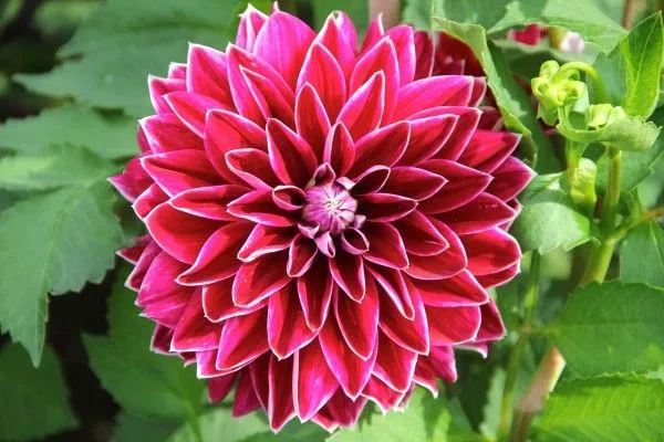 10 cosas sobre la Dalia, la Flor Nacional de México | Coyotitos 10 cosas sobre la Dalia, la Flor Nacional de México | Coyotitos