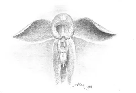 lacruz JOSE D. :::: Dibujo a Lapiz