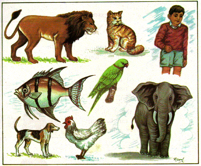 10 dibujos de seres vivos - Imagui
