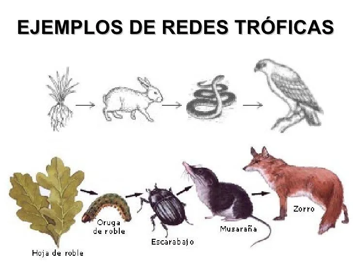 10 ejemplos de redes troficas - Imagui