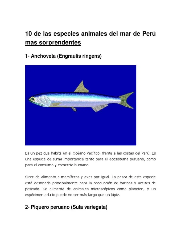 10 de Las Especies Animales Del Mar de Perú Mas Sorprendentes | PDF | Aves | Organismos 10 de Las Especies Animales Del Mar de Perú Mas Sorprendentes | PDF | Aves | Organismos