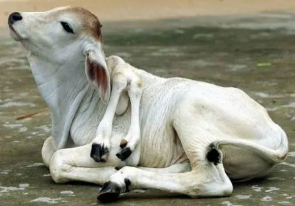 10 extraños casos en animales | Fotografía