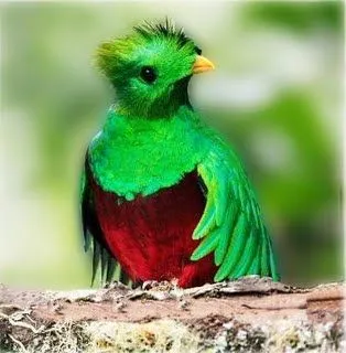 10 Facts About El Quetzal