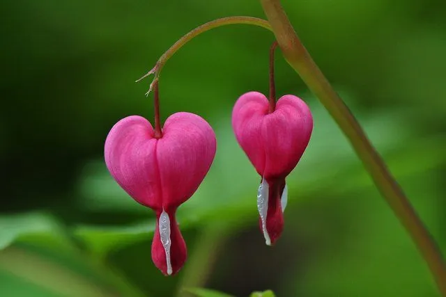 Las 10 flores más hermosas del planeta | Upsocl