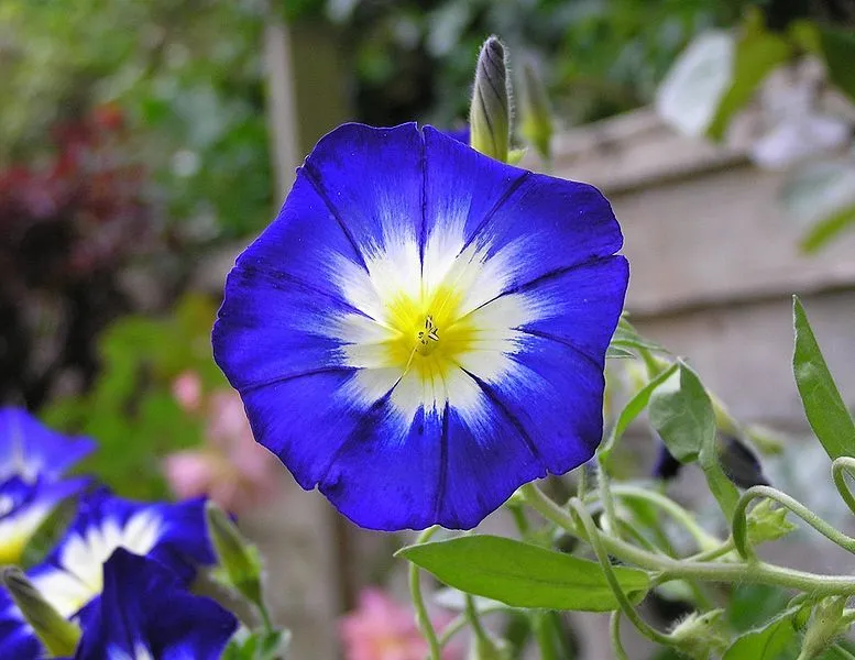 Las 10 flores más hermosas del planeta | Upsocl