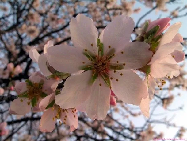 Las 10 flores más hermosas del planeta | Upsocl