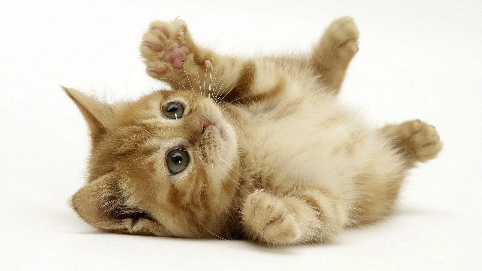 10 fotos de gatitos bebes tiernos en HD: Imagenes Tiernas | Fotos ... 10 fotos de gatitos bebes tiernos en HD: Imagenes Tiernas | Fotos ...