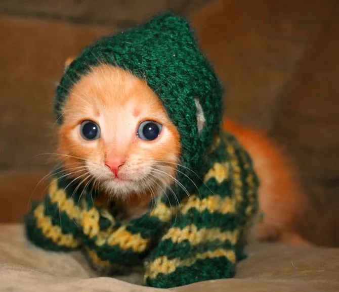 10 fotos de gatitos bebes tiernos en HD | Imagenes Tiernas de Amor ... 10 fotos de gatitos bebes tiernos en HD | Imagenes Tiernas de Amor ...