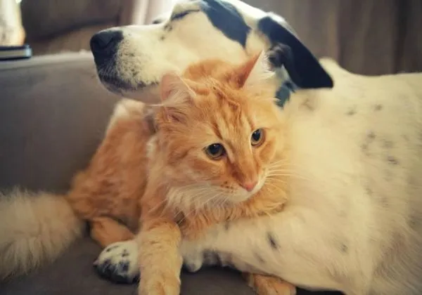 Las 10 fotos más tiernas de animales abrazándose | Fotografía