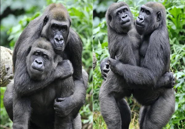 Las 10 fotos más tiernas de animales abrazándose | Fotografía