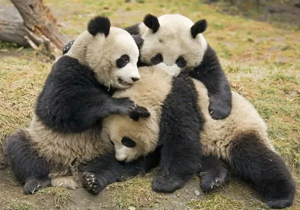 Las 10 fotos más tiernas de animales abrazándose | Fotografía