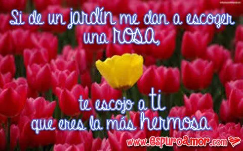 10 Frases de amor con flores para dedicar a tu pareja
