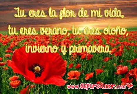 10 Frases de amor con flores para dedicar a tu pareja 10 Frases de amor con flores para dedicar a tu pareja