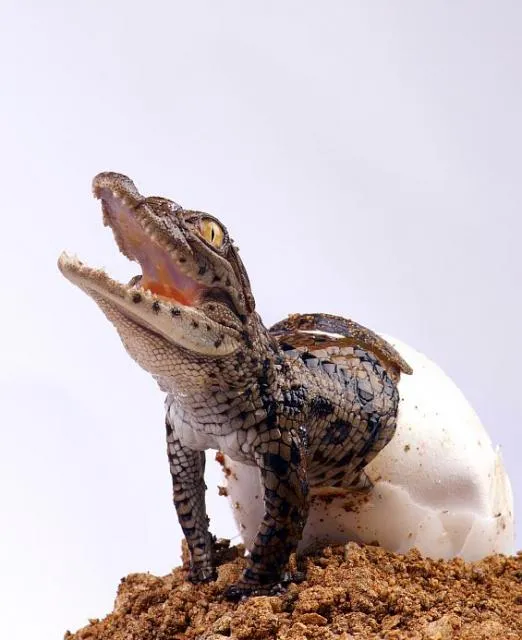 10 hermosas fotografías de cocodrilos bebes y su proceso de ... 10 hermosas fotografías de cocodrilos bebes y su proceso de ...