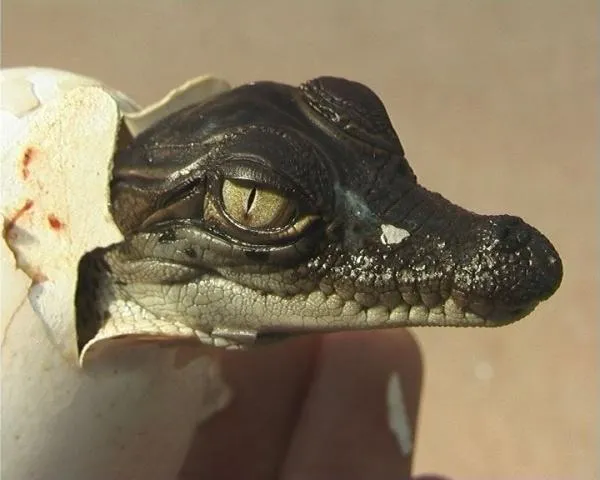 10 hermosas fotografías de cocodrilos bebes y su proceso de ... 10 hermosas fotografías de cocodrilos bebes y su proceso de ...