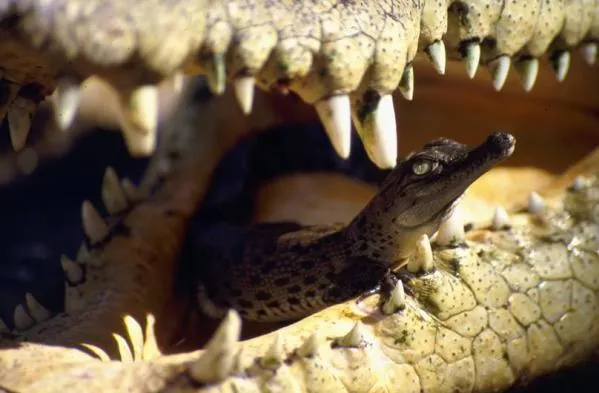 10 hermosas fotografías de cocodrilos bebes y su proceso de ... 10 hermosas fotografías de cocodrilos bebes y su proceso de ...