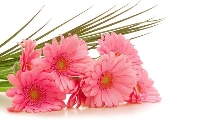 Flores y plantas - Hablar sin parar - pág.11 - Foro de la ... Flores y plantas - Hablar sin parar - pág.11 - Foro de la ...