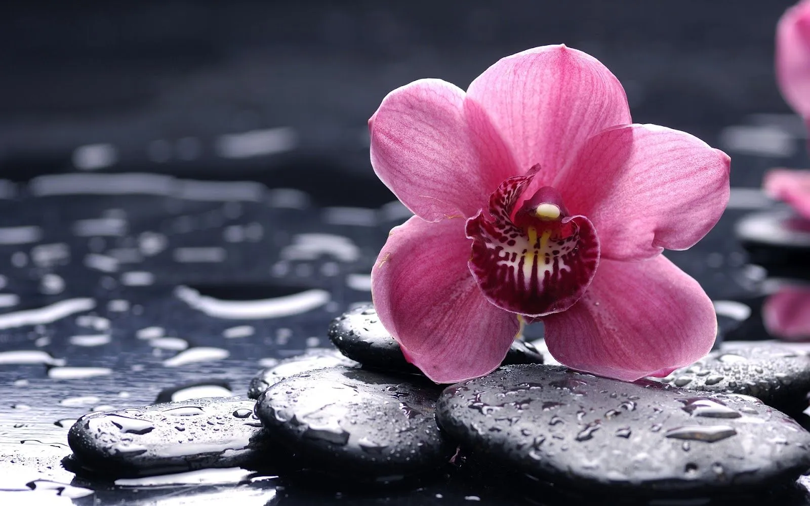 10 Hermosas Fotos de Flores - Imágenes de Flores en HD | Fotos e ... 10 Hermosas Fotos de Flores - Imágenes de Flores en HD | Fotos e ...