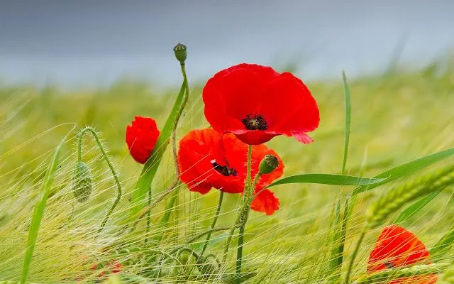 Flores en HD - Imagui