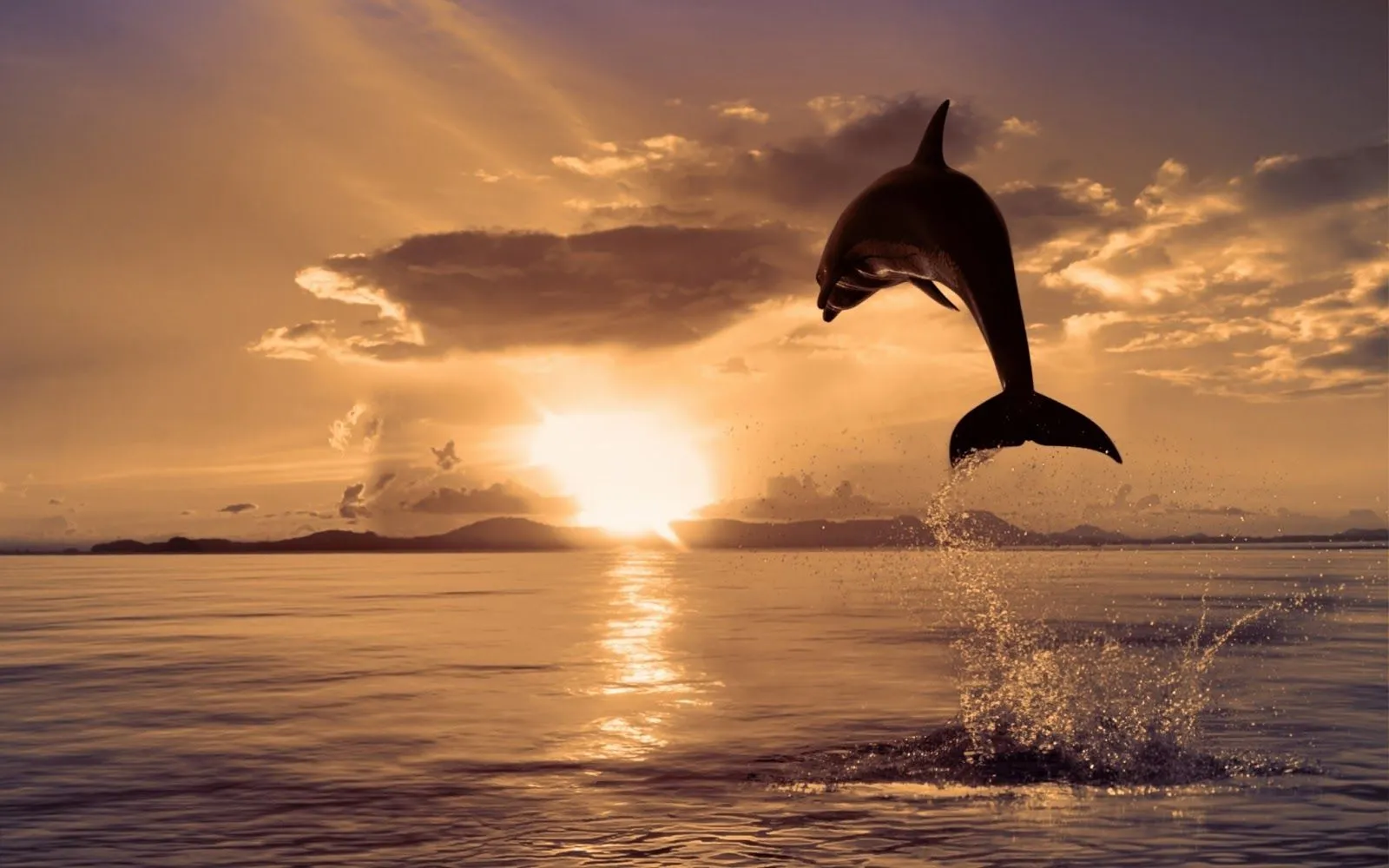 10 Hermosas Imágenes y Fotos de Delfines en HD | Fotos e Imágenes ... 10 Hermosas Imágenes y Fotos de Delfines en HD | Fotos e Imágenes ...
