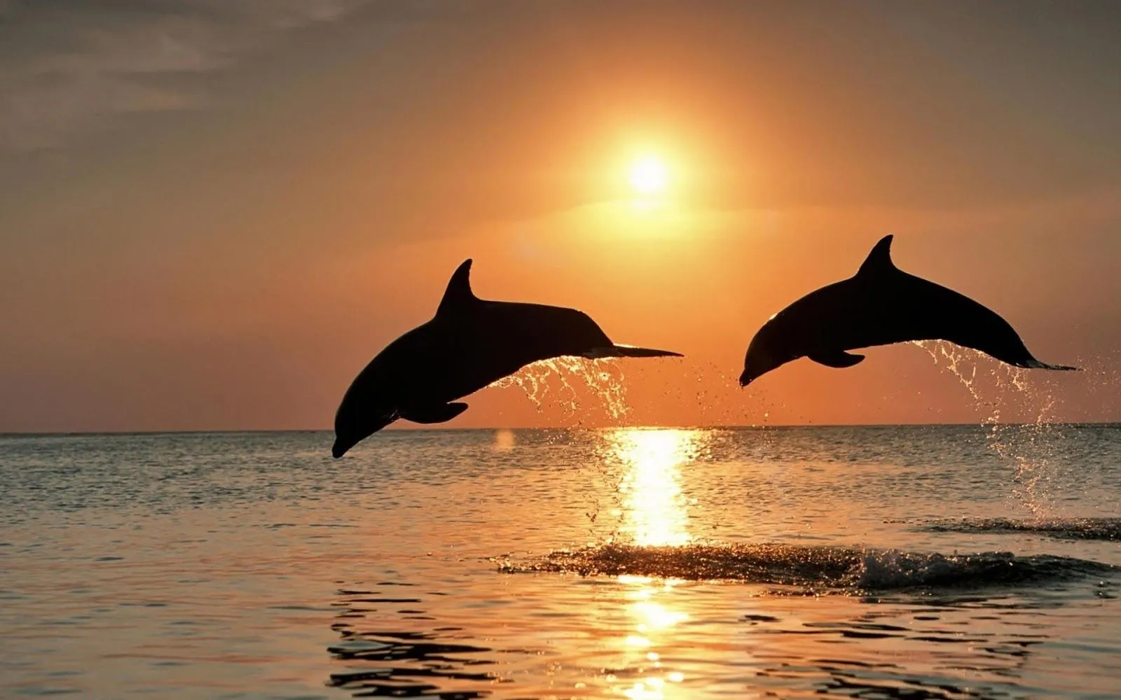 10 Hermosas Imágenes y Fotos de Delfines en HD | Fotos e Imágenes ... 10 Hermosas Imágenes y Fotos de Delfines en HD | Fotos e Imágenes ...