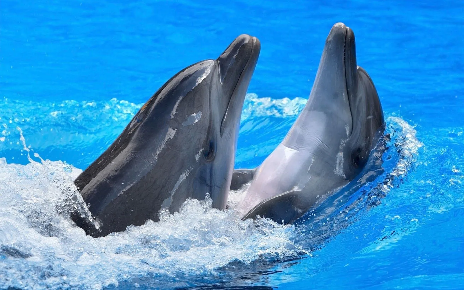 10 Hermosas Imágenes y Fotos de Delfines en HD | Fotos e Imágenes ... 10 Hermosas Imágenes y Fotos de Delfines en HD | Fotos e Imágenes ...