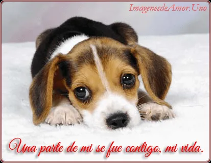 10 Imágenes tiernas de perritos con frases de amor. - Imágenes ...