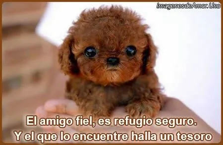 10 Imágenes tiernas de perritos con frases de amor. - Imágenes ... 10 Imágenes tiernas de perritos con frases de amor. - Imágenes ...