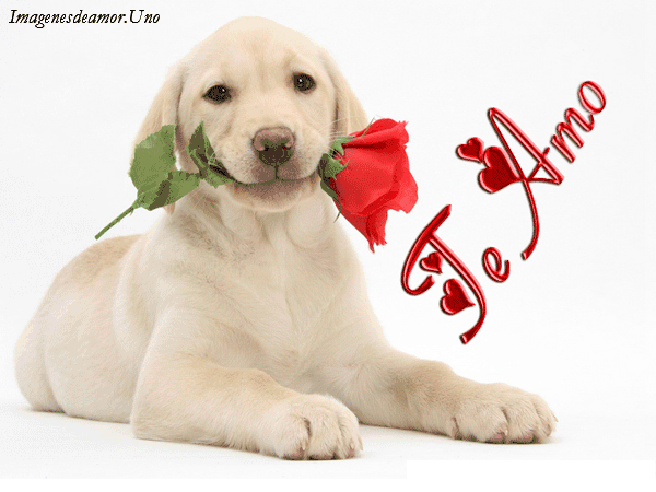 10 Imágenes tiernas de perritos con frases de amor. - Imágenes ... 10 Imágenes tiernas de perritos con frases de amor. - Imágenes ...