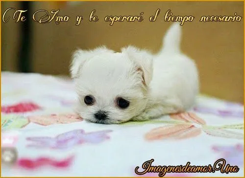10 Imágenes tiernas de perritos con frases de amor. - Imágenes ... 10 Imágenes tiernas de perritos con frases de amor. - Imágenes ...