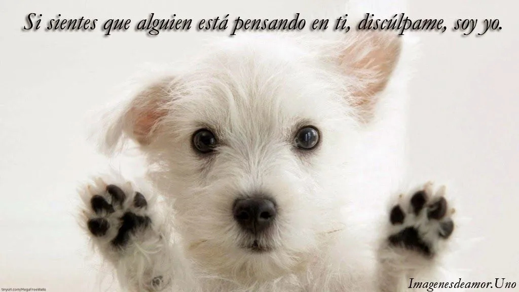 10 Imágenes tiernas de perritos con frases de amor ... 10 Imágenes tiernas de perritos con frases de amor ...
