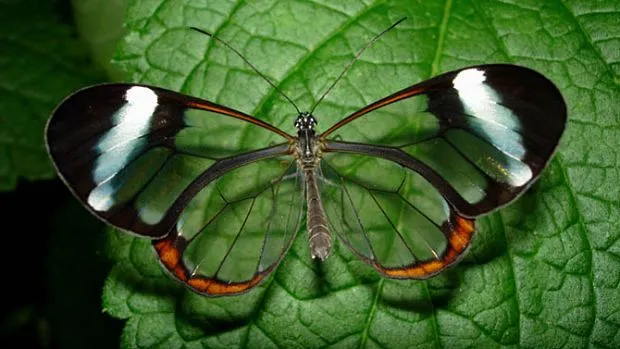 Las 10 mariposas más sorprendentes y bellas del mundo | Fotografía Las 10 mariposas más sorprendentes y bellas del mundo | Fotografía