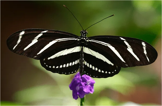 Las 10 mariposas más sorprendentes y bellas del mundo | Fotografía