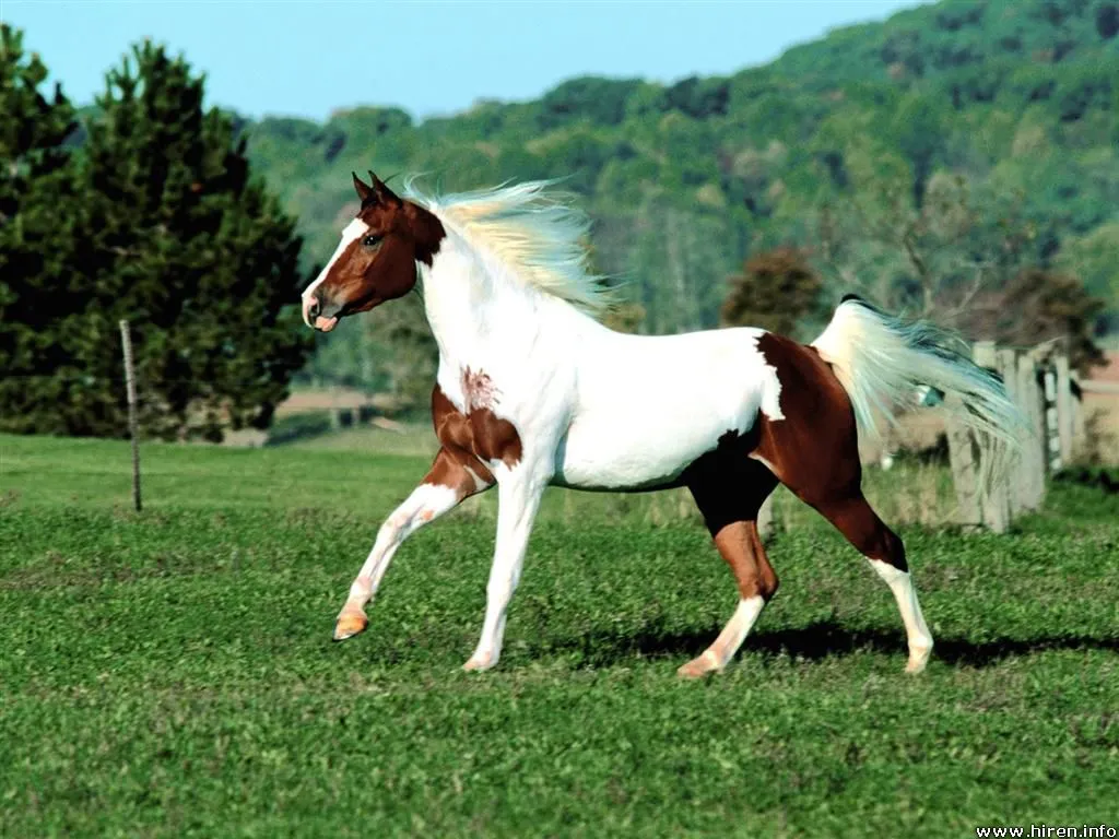 Los 10 mejores caballos del mundo | lainfomassorprendente Los 10 mejores caballos del mundo | lainfomassorprendente