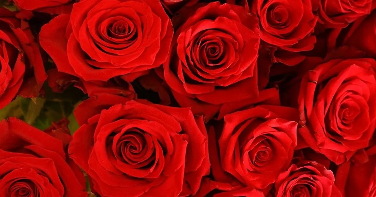 Las 10 mejores plantas con flores rojas | Nombres, Características y Cuidados Las 10 mejores plantas con flores rojas | Nombres, Características y Cuidados
