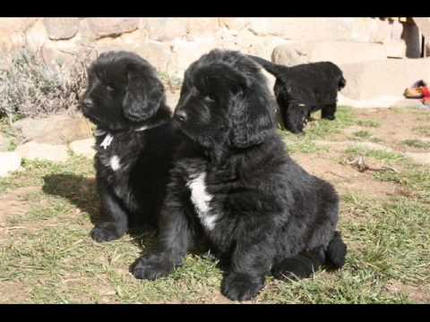 las 10 mejores razas de perros para niños - YouTube las 10 mejores razas de perros para niños - YouTube