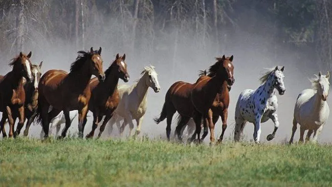 10 mil caballos salvajes serán sacrificados en Australia ... 10 mil caballos salvajes serán sacrificados en Australia ...