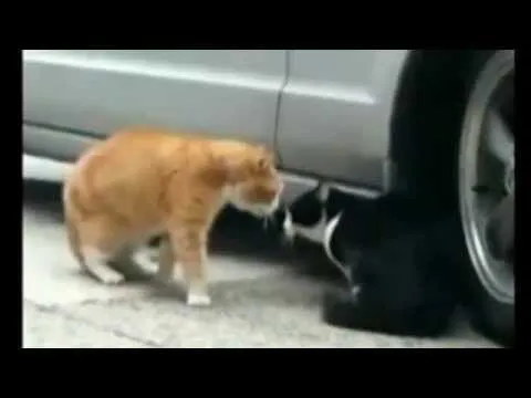 10 minutos de videos con gatos lindos, tiernos y graciosos - YouTube 10 minutos de videos con gatos lindos, tiernos y graciosos - YouTube