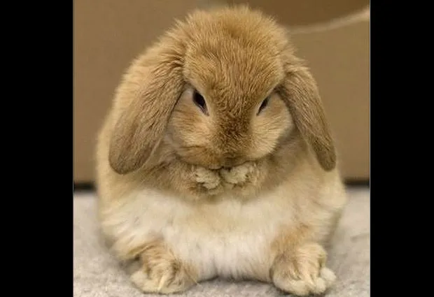 Las 10 miradas más conmovedoras de animales tristes | Fotografía