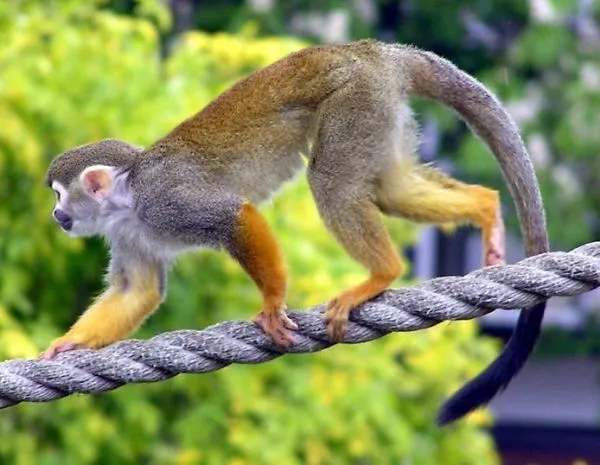 10 - Mono Ardilla. Precio: 2.800 € | Mascotas 10 - Mono Ardilla. Precio: 2.800 € | Mascotas
