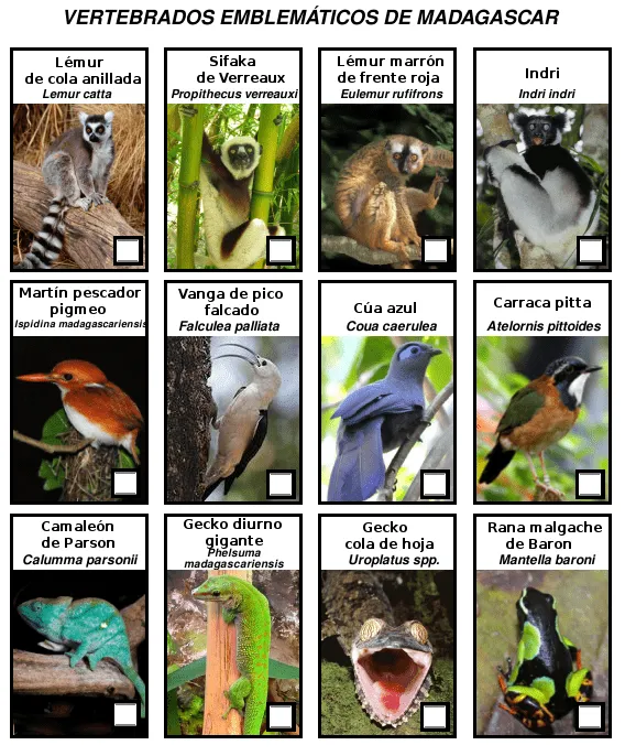 10 nombres de animales aereos - Imagui