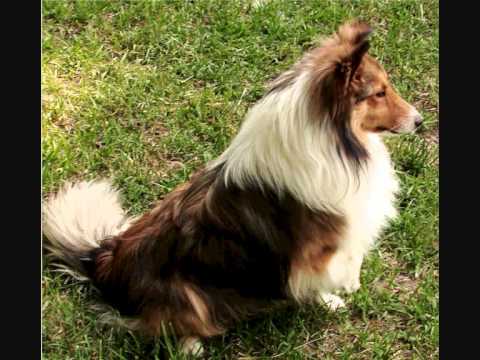Los 10 perros mas inteligentes del mundo - YouTube